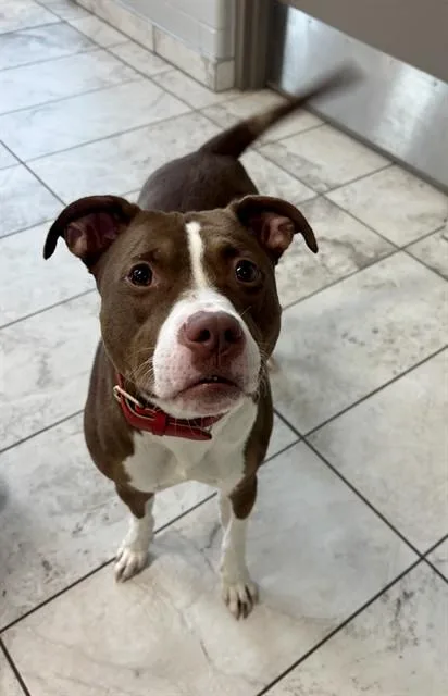 Penny