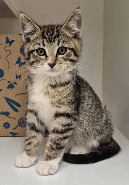 A baby small-sized male Domestic Short Hair cat named Roll for adoption in Lodi, CA