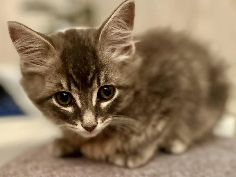 Marble Mcgee