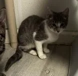 A young medium-sized female Gray / Blue / Silver Domestic Short Hair cat named Kinova for adoption in Portsmouth, OH