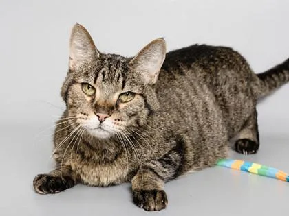 A senior small-sized male Domestic Short Hair cat named Mickey for adoption in Longmont, CO