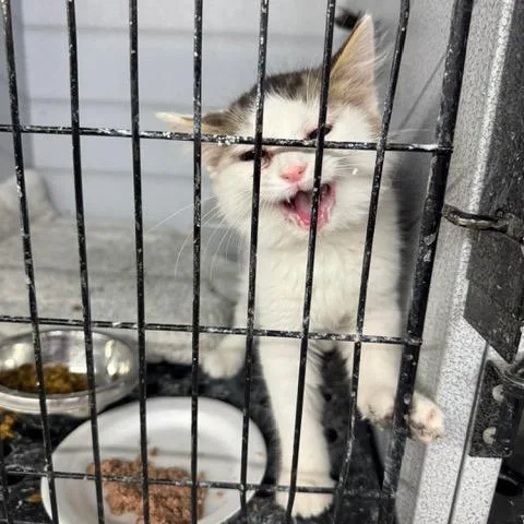 A baby small-sized female White Domestic Short Hair cat named Scoot for adoption in Carlin, NV