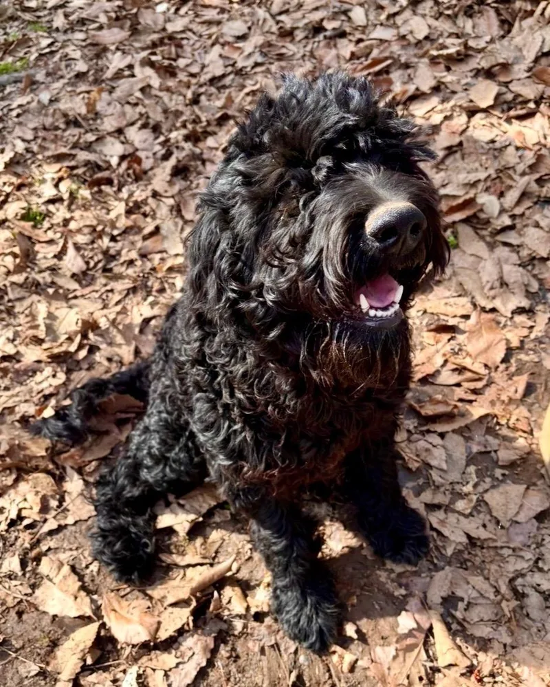 A young medium-sized male Black Labradoodle dog named Shadow for adoption in Sagaponack, NY