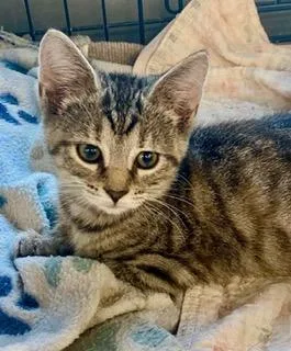 A baby medium-sized female Tabby (Gray / Blue / Silver) American Shorthair cat named Piper for adoption in Fredericksburg, OH