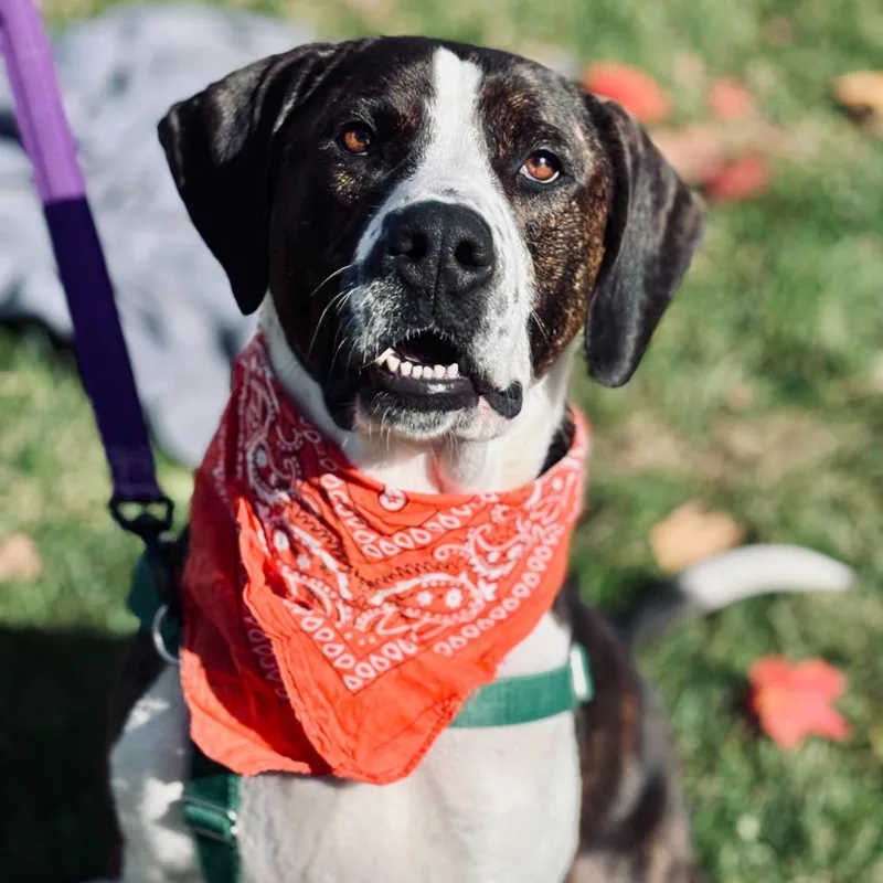 An adult medium-sized male Mixed Breed dog named Peanut Butter Henry for adoption in State College, PA