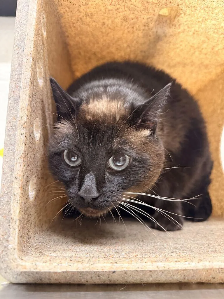 A senior medium-sized female Black Domestic Medium Hair cat named Pawlie for adoption in Fruit Heights, UT