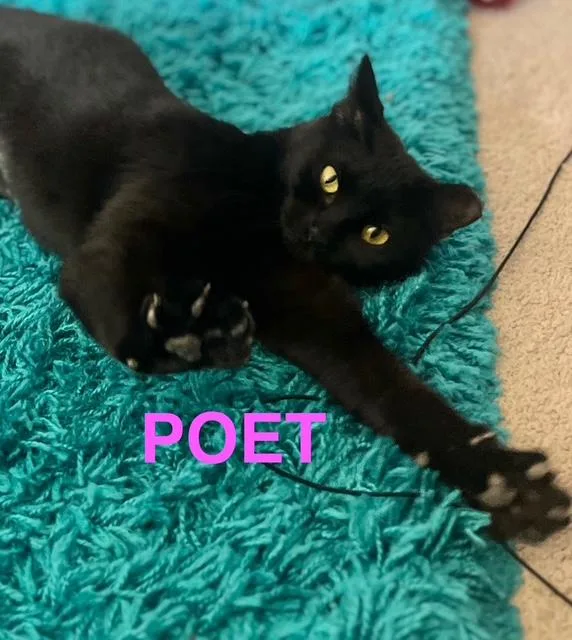Poet