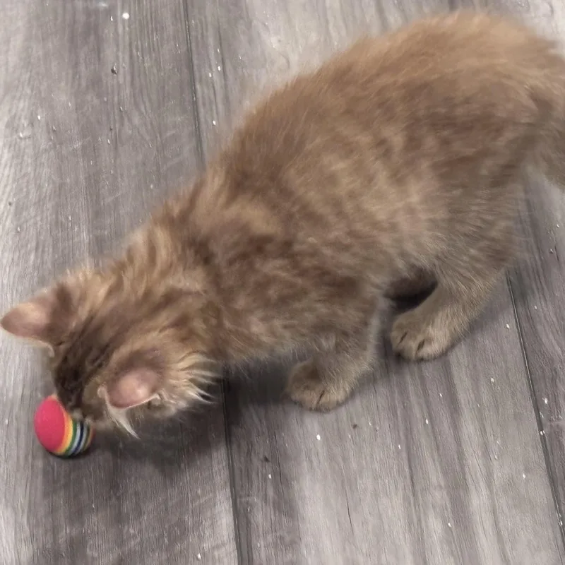 A baby medium-sized male Orange / Red Domestic Long Hair cat named Citrus for adoption in Liverpool, TX