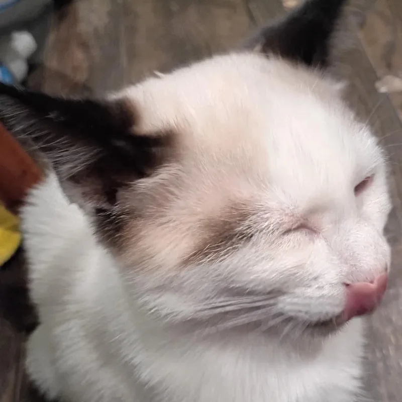 A baby small-sized male Siamese cat named Peter Purrker for adoption in Antioch, CA