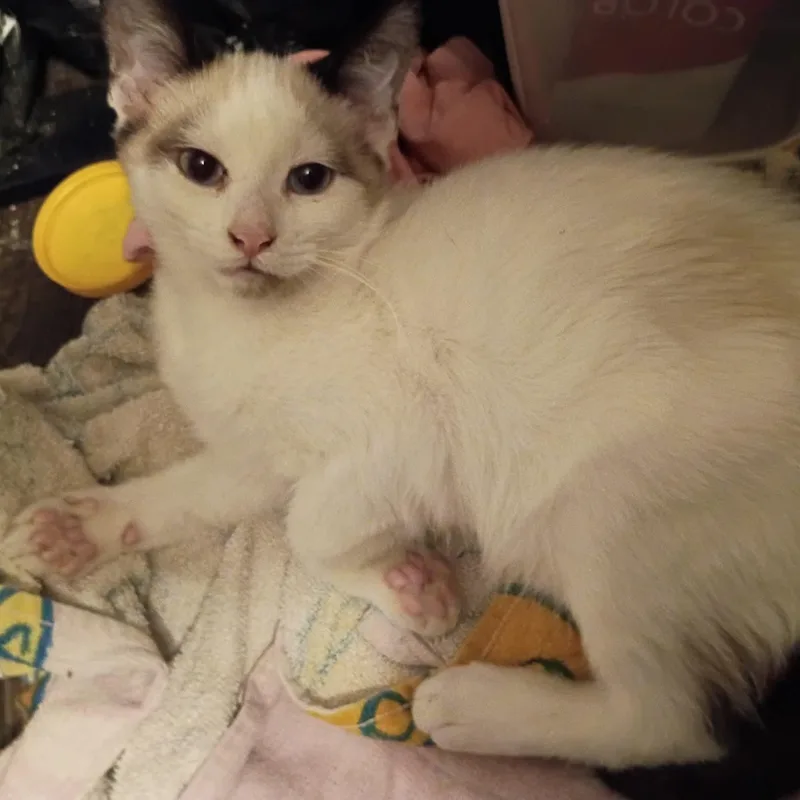 Peter Purrker thumbnail 3