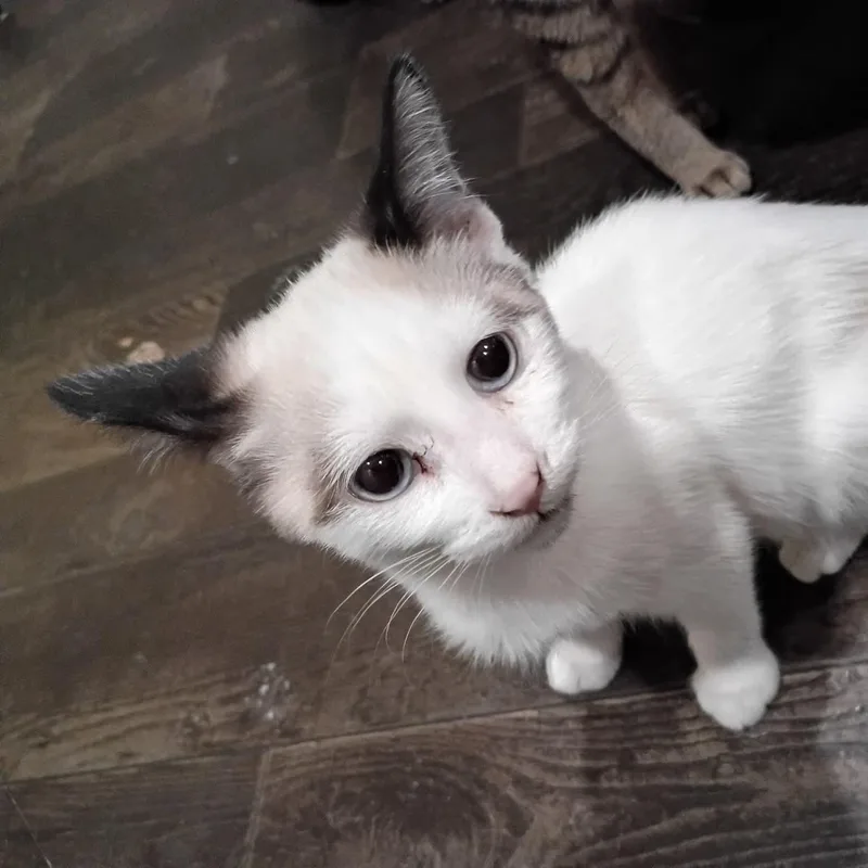 Peter Purrker thumbnail 4