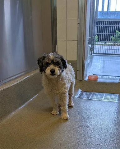 An adult small-sized male Poodle dog named Nemo for adoption in San Martin, CA