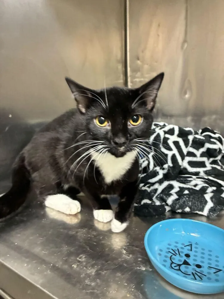A young medium-sized male Domestic Short Hair cat named Mr Clean for adoption in Marietta, GA