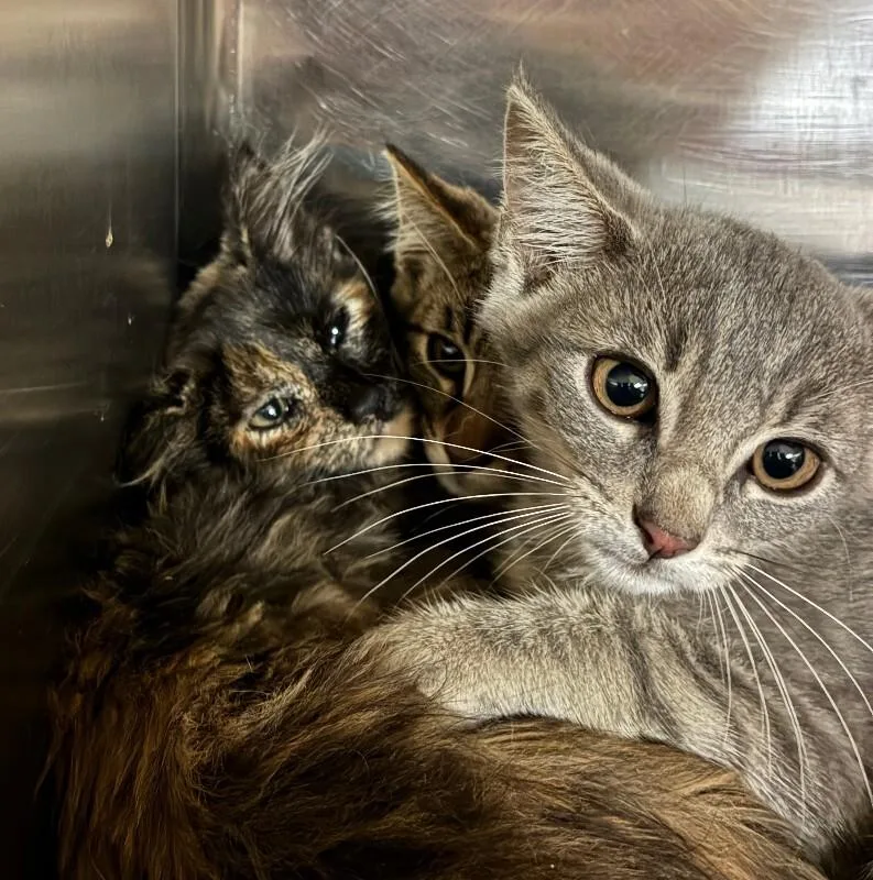 A young small-sized male Tabby (Brown / Chocolate) Domestic Short Hair cat named Plum for adoption in Cincinnati, OH
