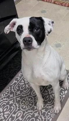 An adult medium-sized female Boxer dog named Dj for adoption in North Bend, OR