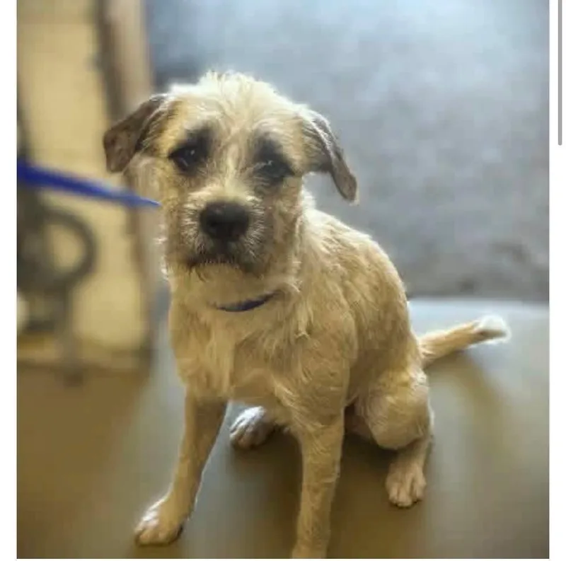 A young medium-sized male Fox Terrier dog named Bruno for adoption in Windsor, CO
