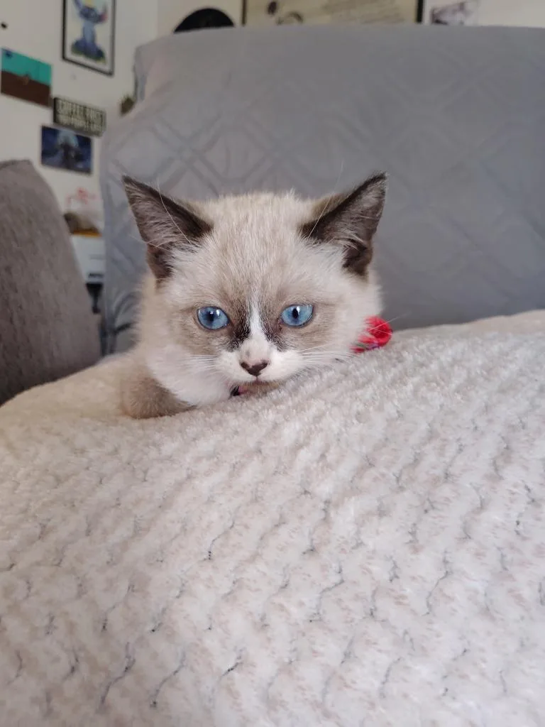 A baby medium-sized female Calico cat named Joplin for adoption in San Pedro, CA