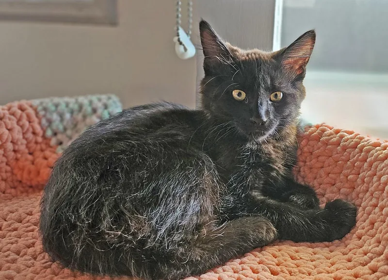 A baby small-sized male Black Domestic Short Hair cat named Zorro for adoption in Burbank, CA