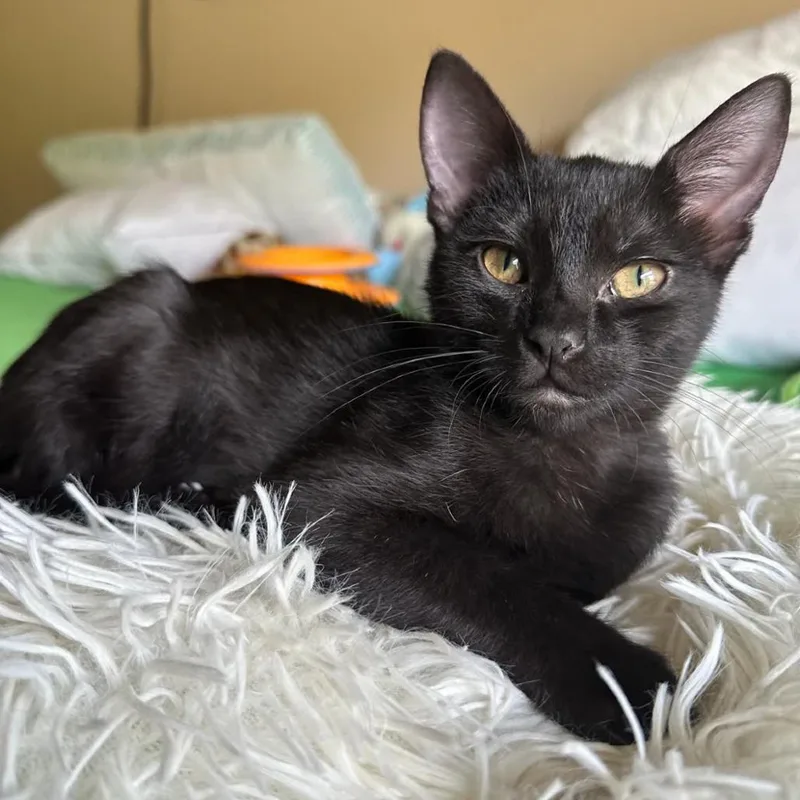 A young small-sized female Black Domestic Short Hair cat named Hallie for adoption in Peachtree City, GA