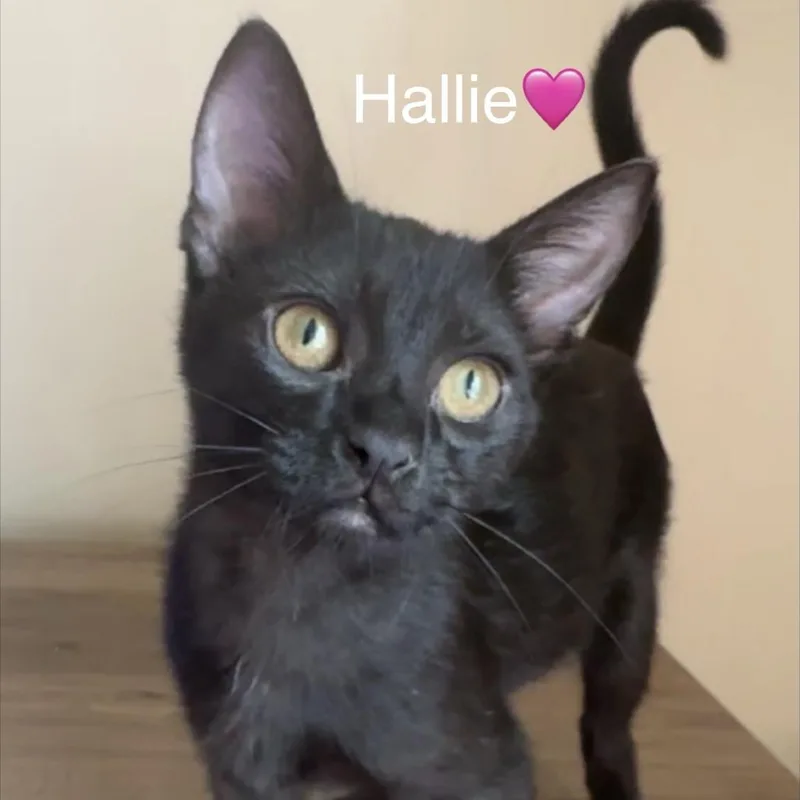 Hallie thumbnail 6