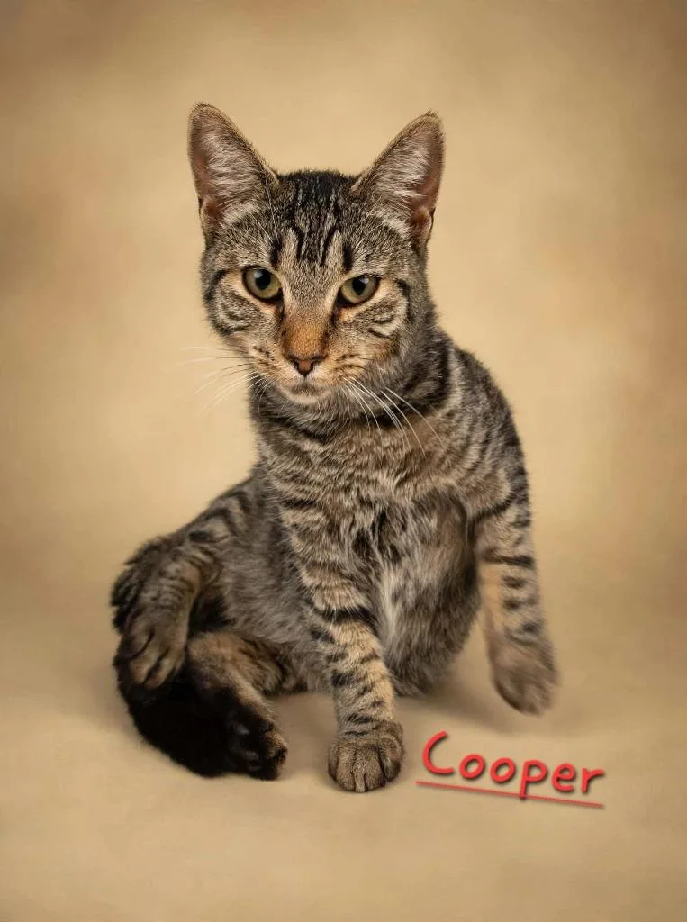 A baby medium-sized male Domestic Short Hair cat named Cooper for adoption in Jim Thorpe, PA
