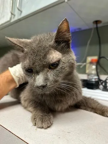 An adult large-sized male Domestic Short Hair cat named Professor Purrkins for adoption in Jacksonville, FL