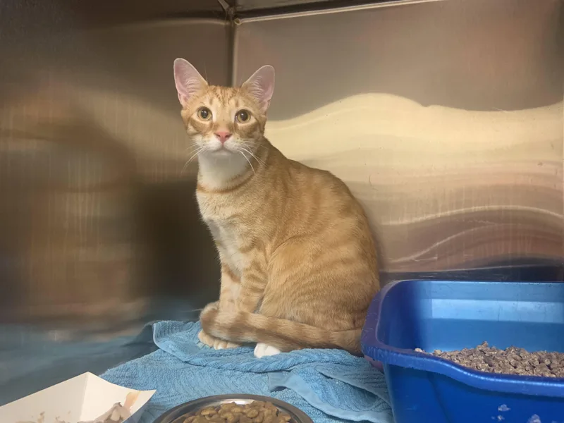 A young medium-sized male Tabby (Orange / Red) Domestic Short Hair cat named Luffy for adoption in Worcester, MA