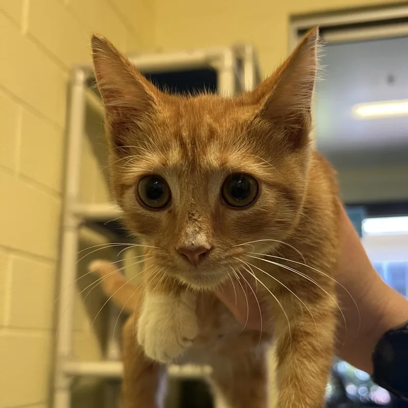 A baby small-sized male Orange / Red Domestic Short Hair cat named Morton for adoption in Naples, FL