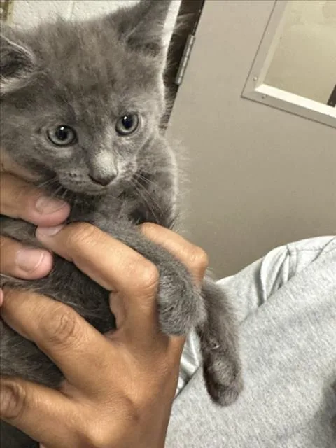 A baby small-sized female Domestic Short Hair cat named Diesel for adoption in Derwood, MD