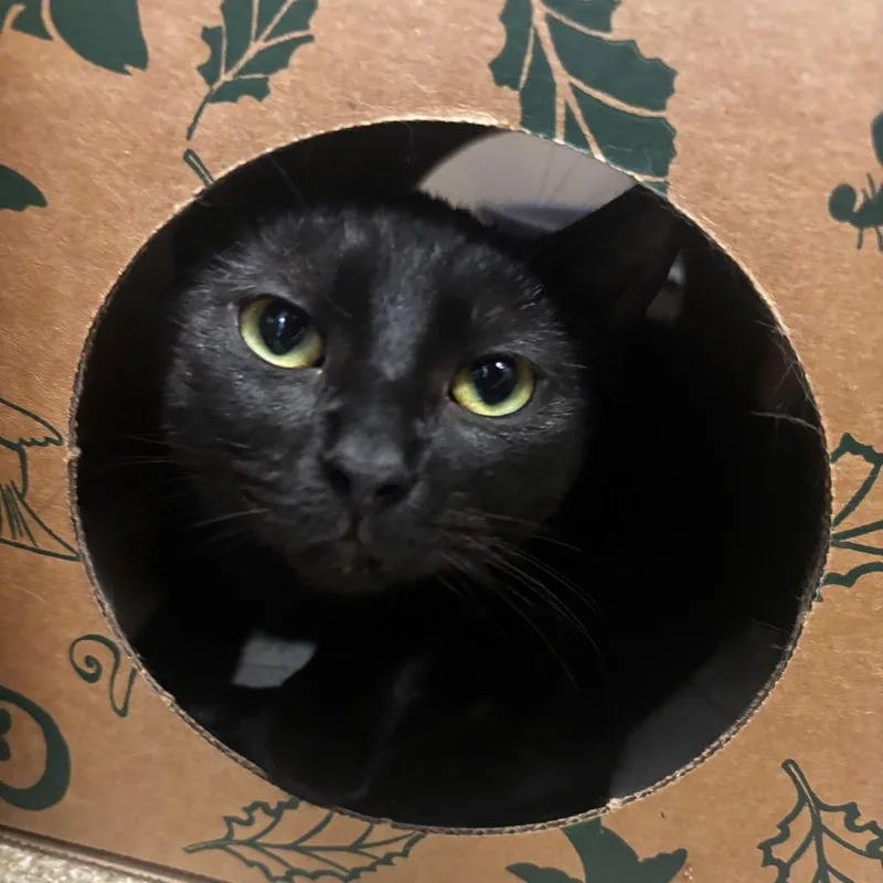 A young medium-sized female Black Domestic Short Hair cat named Belinda for adoption in South Elgin, IL
