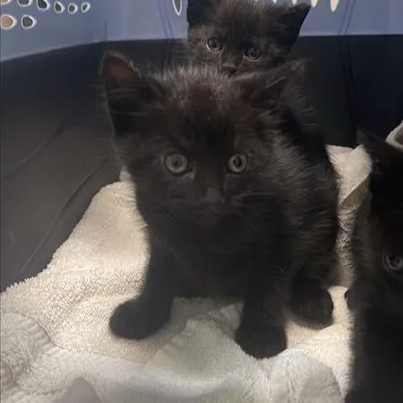 A baby small-sized male Black Domestic Short Hair cat named Honda Civic for adoption in Tacoma, WA