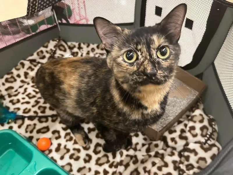 A young medium-sized female Domestic Short Hair cat named Tortellini for adoption in Alexander, NY