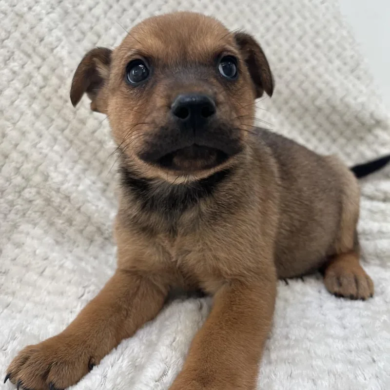 A baby medium-sized male Brown / Chocolate Chihuahua dog named Shaggy for adoption in Murray, UT