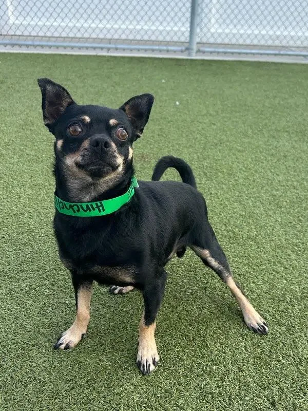 A young small-sized male Chihuahua dog named Odie for adoption in New Albany, OH