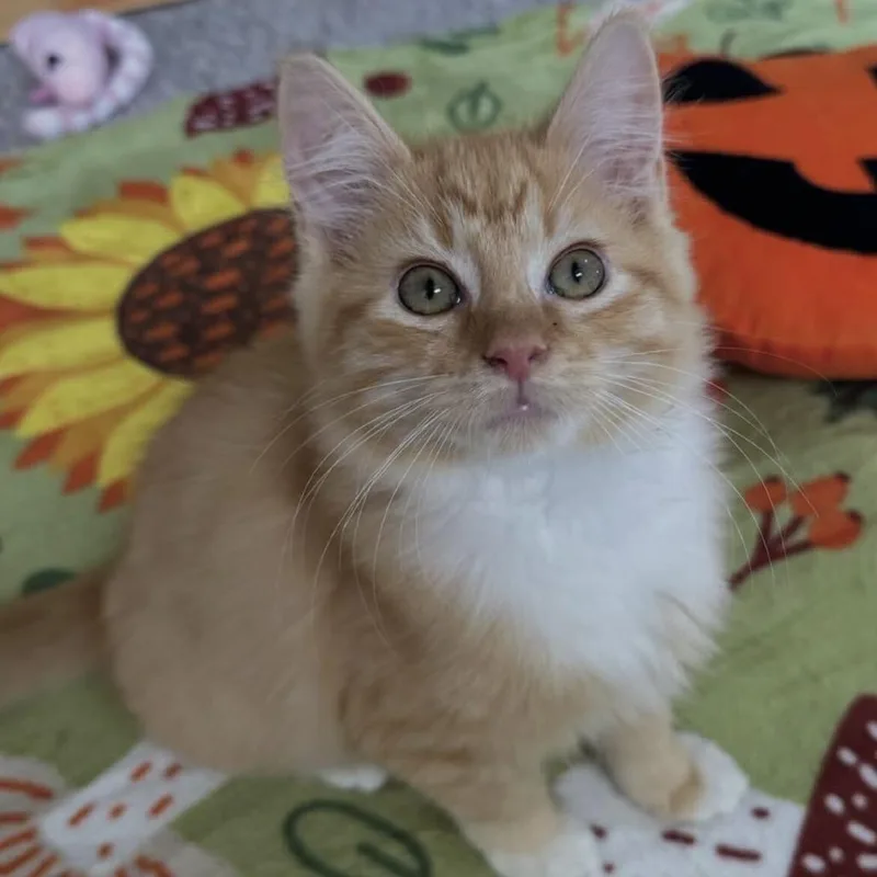 A baby small-sized male Domestic Short Hair cat named Benson for adoption in Spruce Pine, NC