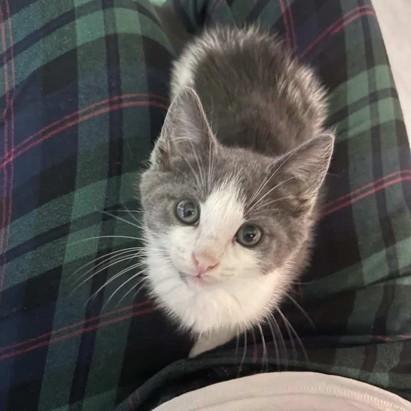 A baby small-sized male Gray & White Domestic Short Hair cat named Crab for adoption in Warminster, PA