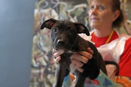 A baby small-sized male Mixed Breed dog named Mike D for adoption in West Chester, PA