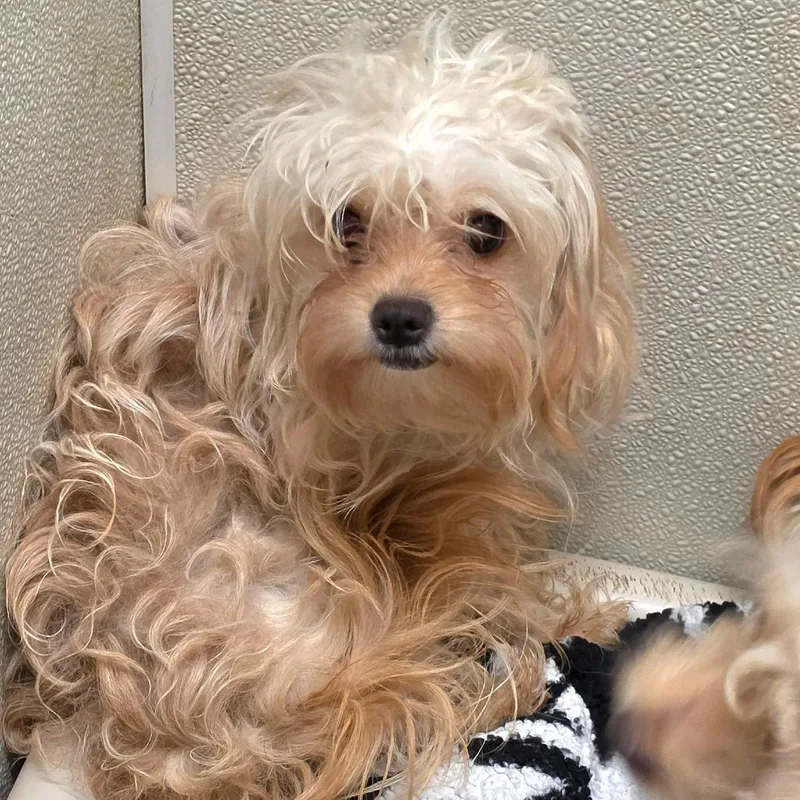 Tiny  Chino Hills thumbnail 2