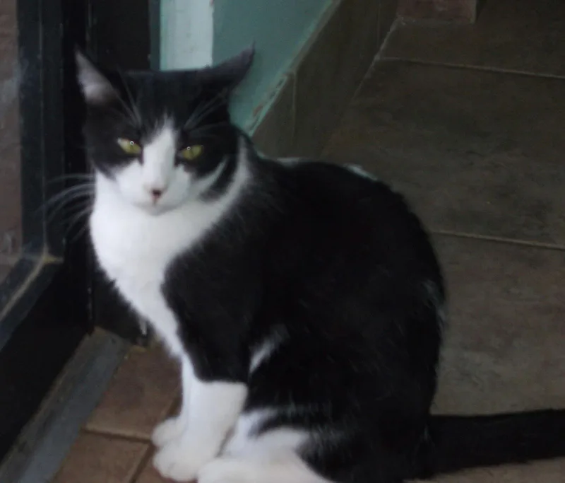 An adult medium-sized male American Shorthair cat named Mr. Jones for adoption in Naples, FL