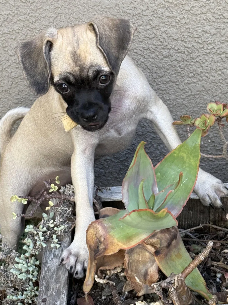 A baby medium-sized female Pug dog named Waffles for adoption in Capistrano Beach, CA