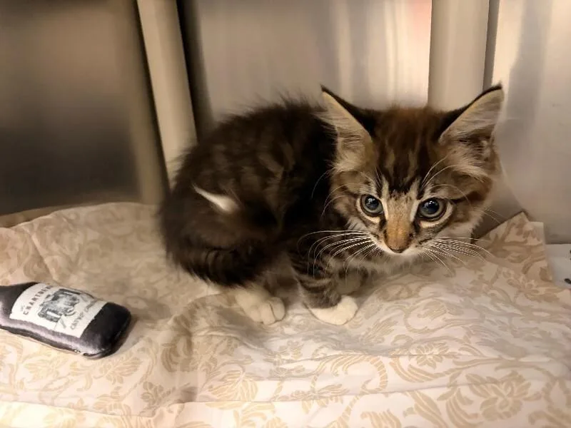 A baby small-sized male Tabby (Brown / Chocolate) Domestic Long Hair cat named Toad for adoption in Saint Charles, MO