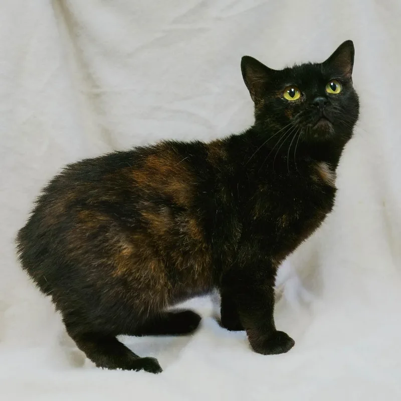 A young medium-sized female Tortoiseshell Manx cat named Estelle for adoption in Versailles, KY
