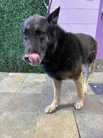 An adult large-sized male Yellow / Tan / Blond / Fawn German Shepherd Dog dog named Indio for adoption in El Paso, TX