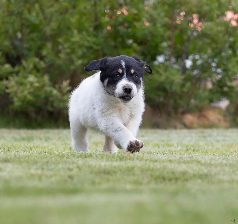 Huckleberry thumbnail 2