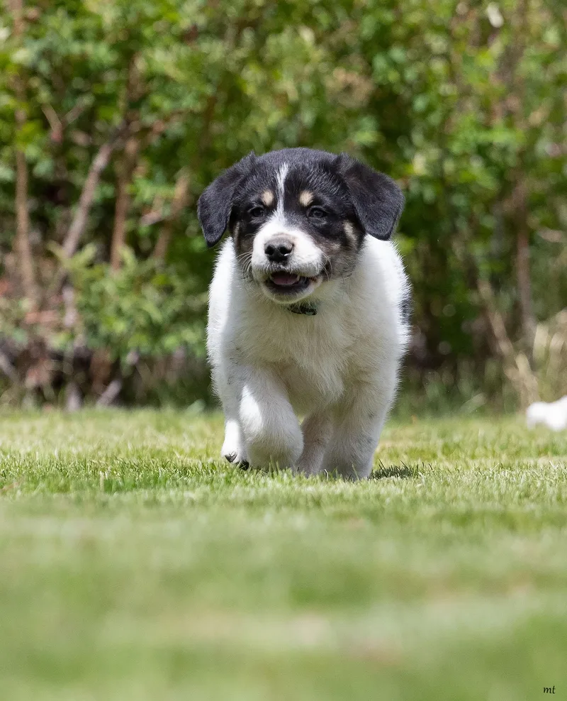 Huckleberry thumbnail 3