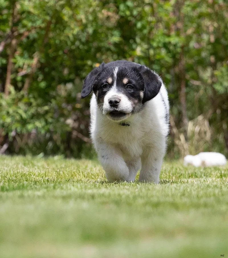 Huckleberry thumbnail 5