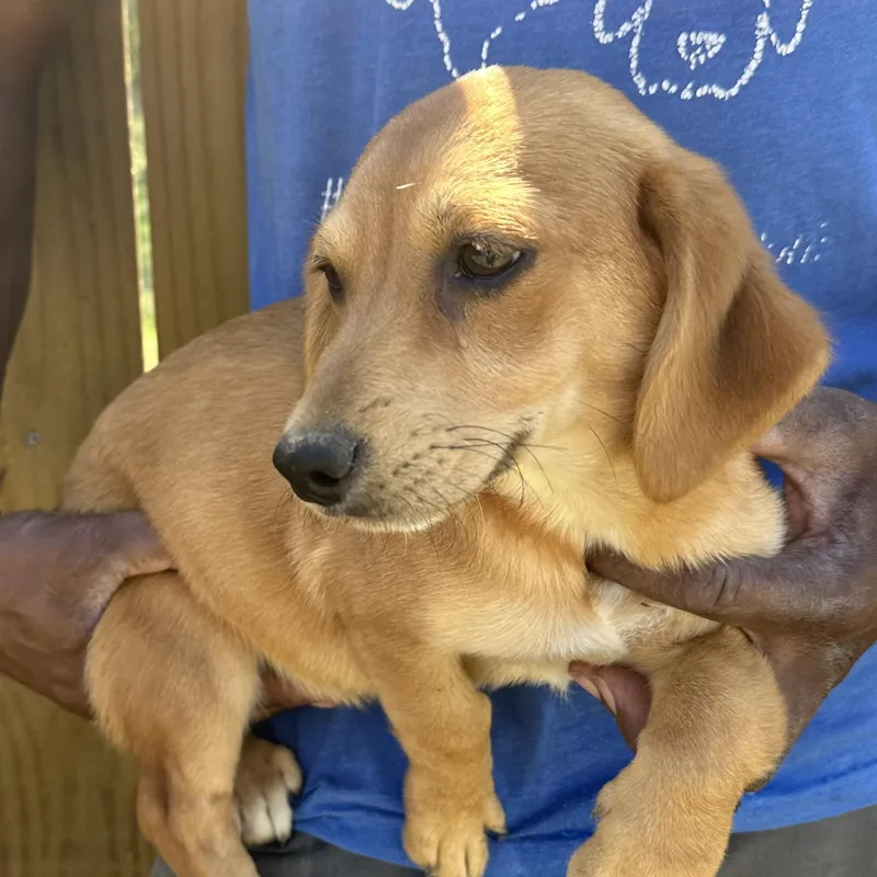 Buddy  Local April thumbnail 2