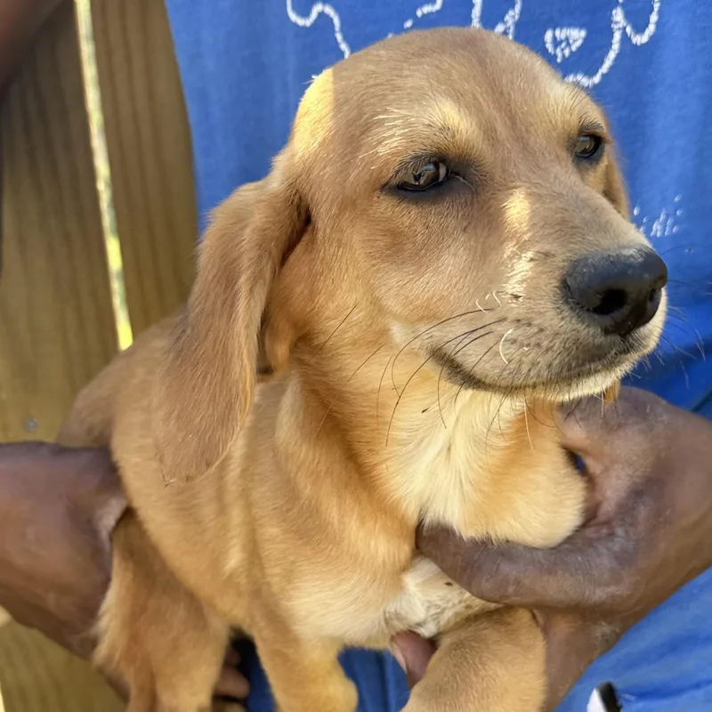 Buddy  Local April thumbnail 3