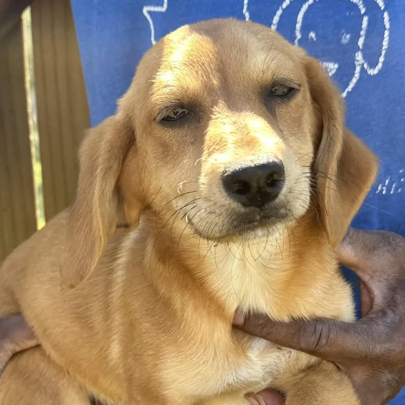 Buddy  Local April thumbnail 4