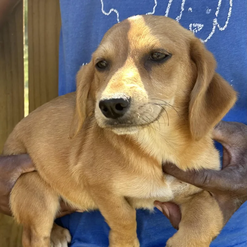 Buddy  Local April thumbnail 5